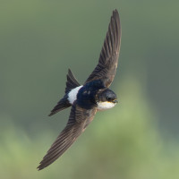 House Martin